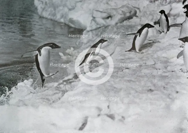 'Penguins Jumping On to The Ice-Foot', c1911, (1913).  Artist: G Murray Levick.