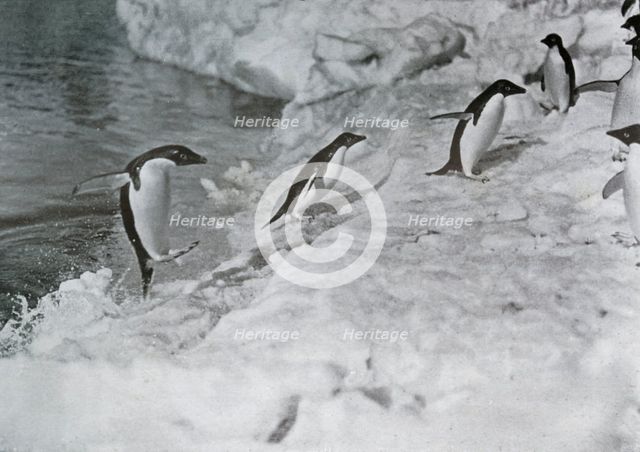 'Penguins Jumping On to The Ice-Foot', c1911, (1913).  Artist: G Murray Levick.