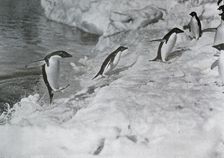 Penguins Jumping On to The Ice-Foot c1911, (1913). Artist: G Murray Levick