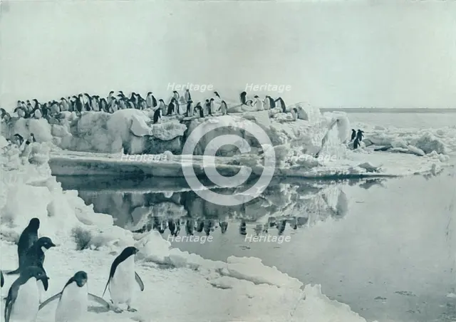 'Penguins on Ice-Foot', c1911, (1913). Artist: G Murray Levick.