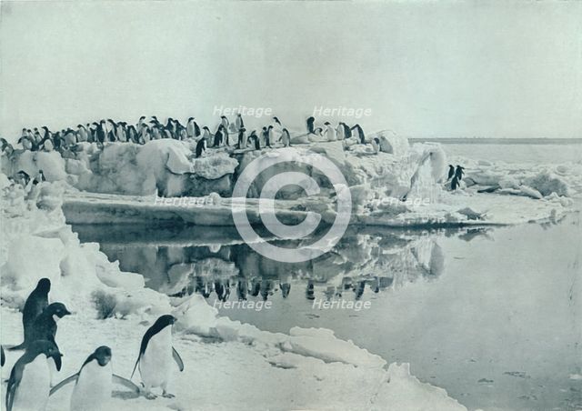 'Penguins on Ice-Foot', c1911, (1913). Artist: G Murray Levick.