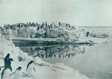 Penguins on Ice-Foot c1911, (1913). Artist: G Murray Levick