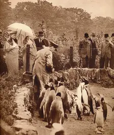 Penguins on parade for the King, 1934 (1935)
