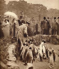 Penguins on parade for the King, 1934 (1935)