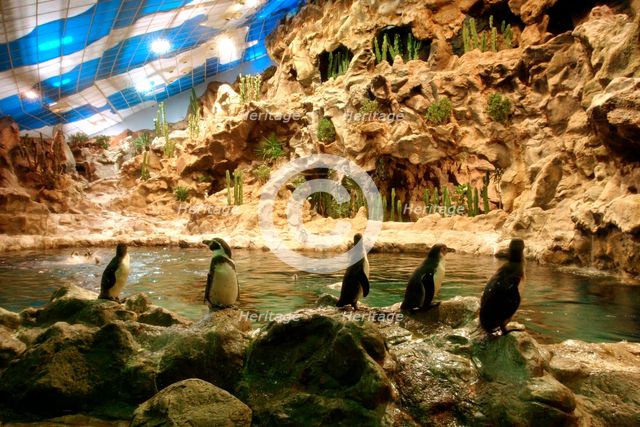 Penguins, Loro Parque, Tenerife, Canary Islands, 2007. Creator: Peter Thompson.