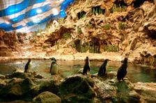 Penguins, Loro Parque, Tenerife, Canary Islands, 2007. Creator: Peter Thompson