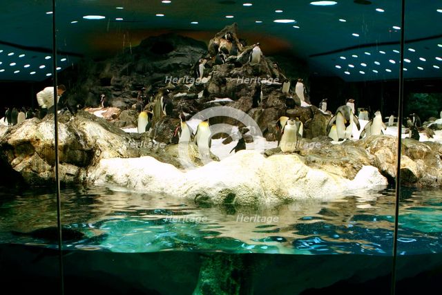 Penguins, Loro Parque, Tenerife, Canary Islands, 2007. Creator: Peter Thompson.