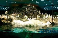 Penguins, Loro Parque, Tenerife, Canary Islands, 2007. Creator: Peter Thompson