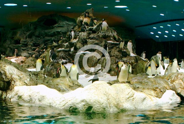 Penguins, Loro Parque, Tenerife, Canary Islands, 2007. Creator: Peter Thompson.
