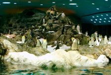 Penguins, Loro Parque, Tenerife, Canary Islands, 2007. Creator: Peter Thompson