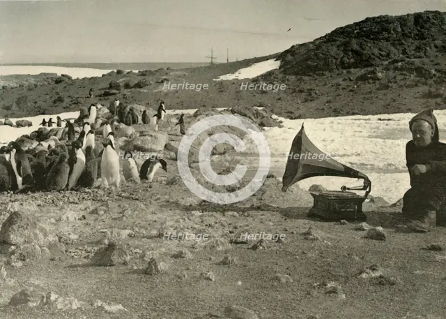 'Penguins listening to the Gramophone during the summer', 1908, (1909). Artist: Unknown.