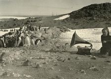Penguins listening to the Gramophone during the summer 1908, (1909)