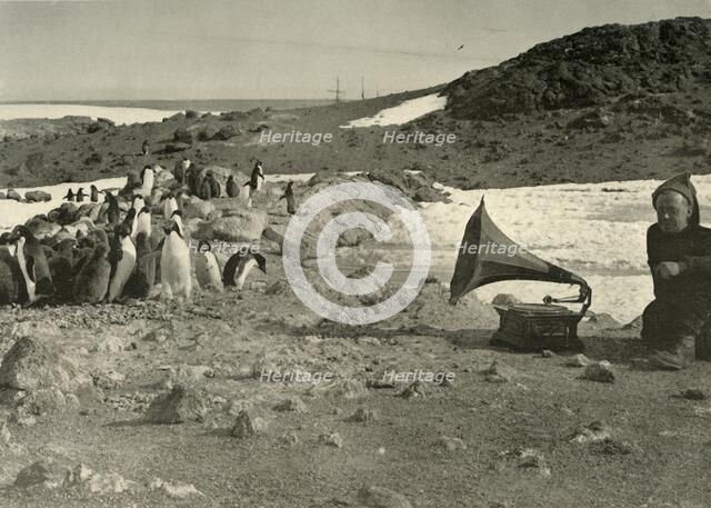 'Penguins listening to the Gramophone during the summer', 1908, (1909). Artist: Unknown.