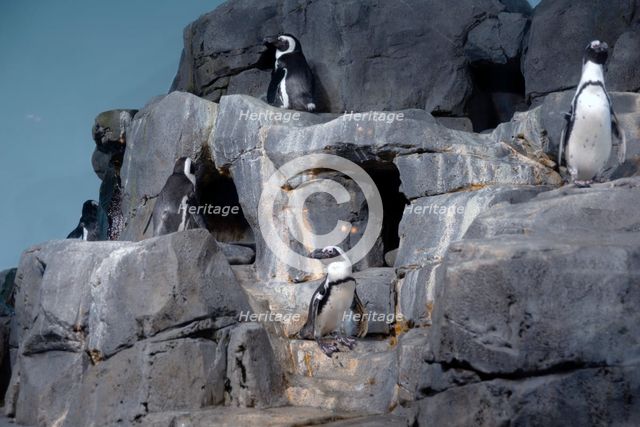 Penguins, Monterey Bay Aquarium, Monterey, California, USA, 2022. Creator: Ethel Davies.