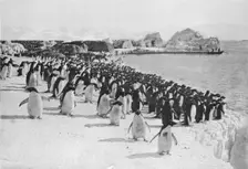 Penguins Promenade c1911, (1913). Artist: G Murray Levick