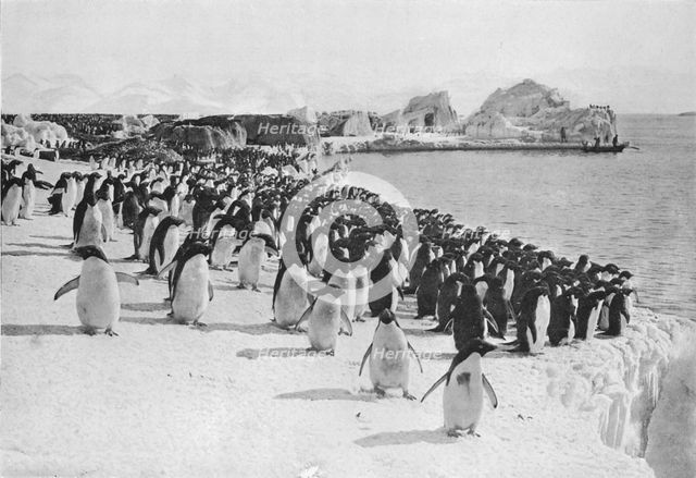 'Penguins Promenade', c1911, (1913).  Artist: G Murray Levick.