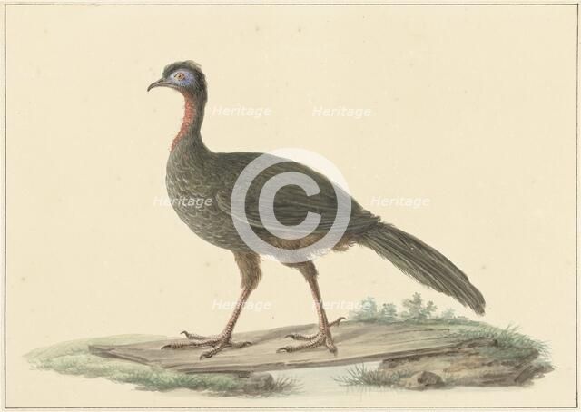 Penelope marail (Marailsjakohoenl), 1759-1842. Creator: Pieter Bartholomeusz. Barbiers.