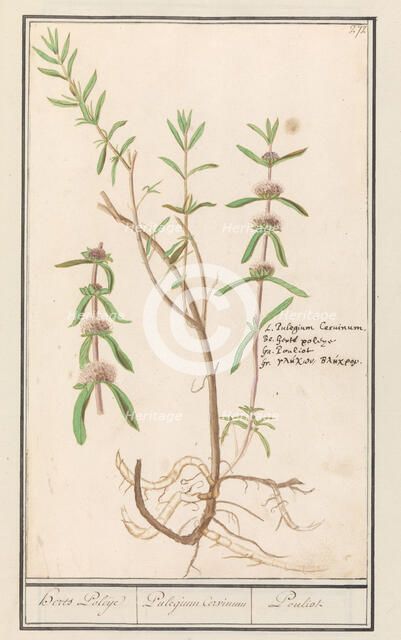 Pennyroyal (Mentha pulegium), 1596-1610. Creators: Anselmus de Boodt, Elias Verhulst.