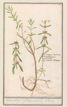 Pennyroyal (Mentha pulegium), 1596-1610. Creators: Anselmus de Boodt, Elias Verhulst