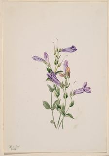 Penstemon (Penstimon fruiticosus), 1903. Creator: Mary Vaux Walcott