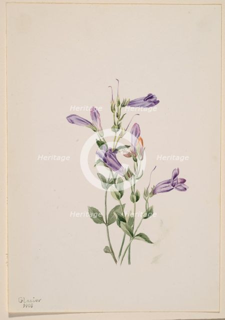 Penstemon (Penstimon fruiticosus), 1903. Creator: Mary Vaux Walcott.