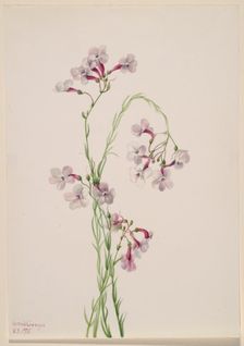 Pentstemon ambiguus, 1935. Creator: Mary Vaux Walcott