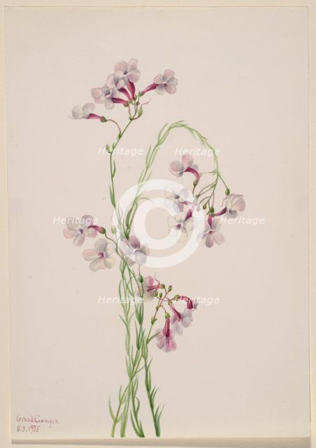 Pentstemon ambiguus, 1935. Creator: Mary Vaux Walcott.