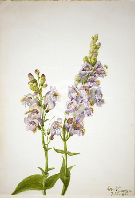 Pentstemon (Pentstemon macranthus), 1935. Creator: Mary Vaux Walcott.