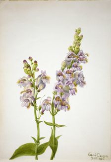 Pentstemon (Pentstemon macranthus), 1935. Creator: Mary Vaux Walcott