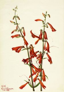 Pentstemon (Pentstemon barbatus), 1934. Creator: Mary Vaux Walcott