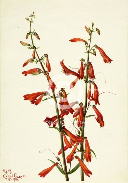 Pentstemon (Pentstemon barbatus), 1934. Creator: Mary Vaux Walcott.