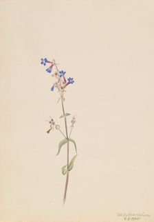 Pentstemon (Pentstemon procerus), 1905. Creator: Mary Vaux Walcott
