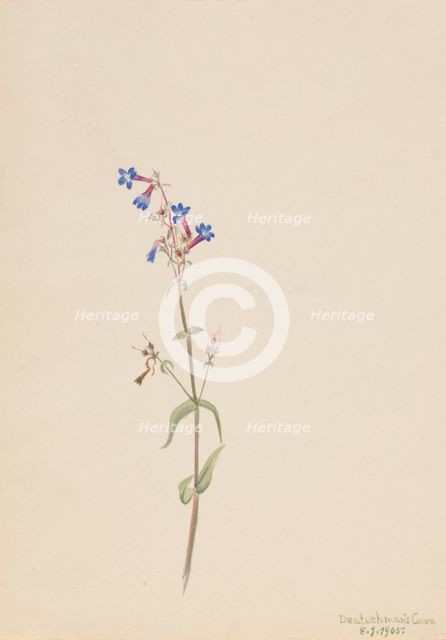 Pentstemon (Pentstemon procerus), 1905. Creator: Mary Vaux Walcott.