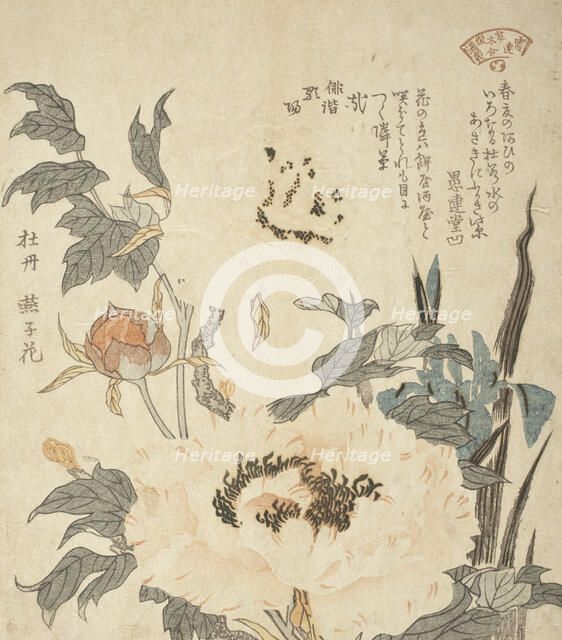 Peonies, 19th century. Creator: Unknown.