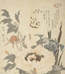 Peonies, 19th century. Creator: Unknown