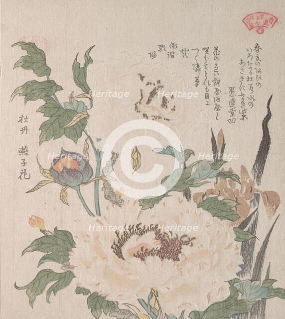 Peonies and Iris, 19th century. Creator: Kubo Shunman.