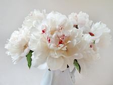 Peonies. Creator: Tom Artin