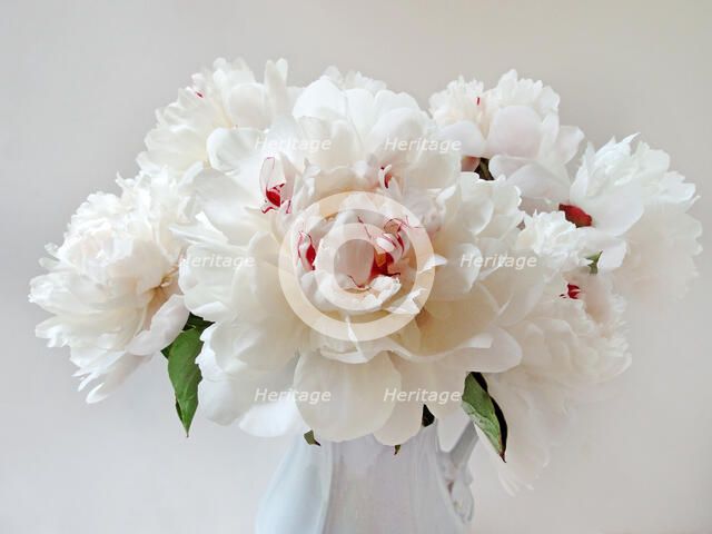 Peonies. Creator: Tom Artin.