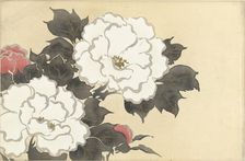 Peonies (Fukamigusa). From the series "A World of Things (Momoyogusa)", 1909-1910. Creator: Sekka, Kamisaka (1866-1942)