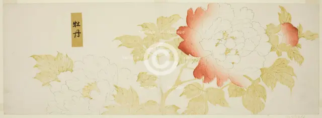 Peonies, Japan, n.d. Creator: Kitagawa Utamaro.