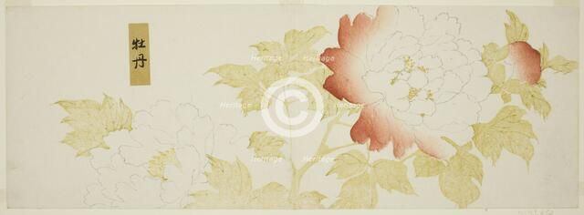 Peonies, Japan, n.d. Creator: Kitagawa Utamaro.