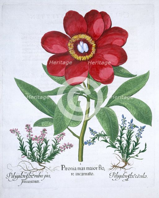 Peony and two polygalons, 1613. Creator: Unknown.