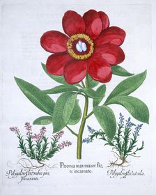 Peony and two polygalons, 1613. Creator: Unknown