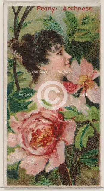 Peony: Archness, from the series Floral Beauties and Language of Flowers (N75) for Duke br..., 1892. Creator: Donaldson Brothers.