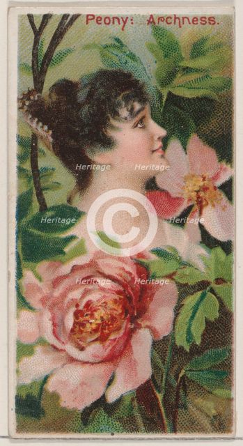 Peony: Archness, from the series Floral Beauties and Language of Flowers (N75) for Duke br..., 1892. Creator: Donaldson Brothers.