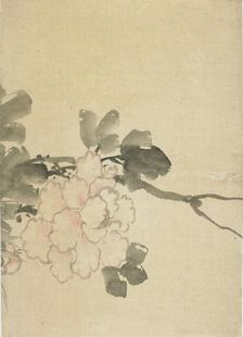 Peony, late 18th-early 19th century. Creator: Hokusai