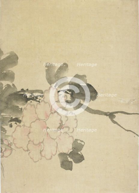 Peony, late 18th-early 19th century. Creator: Hokusai.