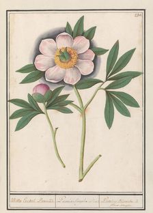 Peony (Paeonia), 1596-1610. Creators: Anselmus de Boodt, Elias Verhulst