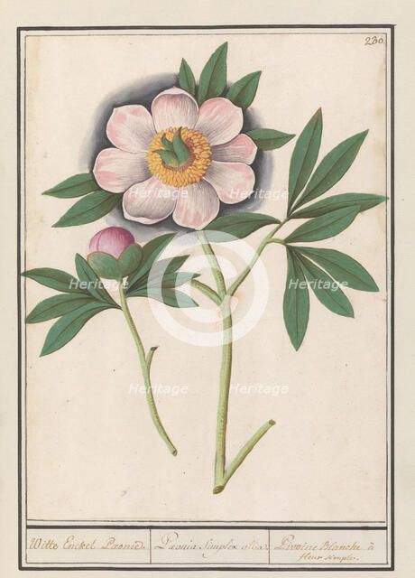 Peony (Paeonia), 1596-1610. Creators: Anselmus de Boodt, Elias Verhulst.