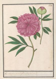 Peony (Paeonia), 1596-1610. Creators: Anselmus de Boodt, Elias Verhulst